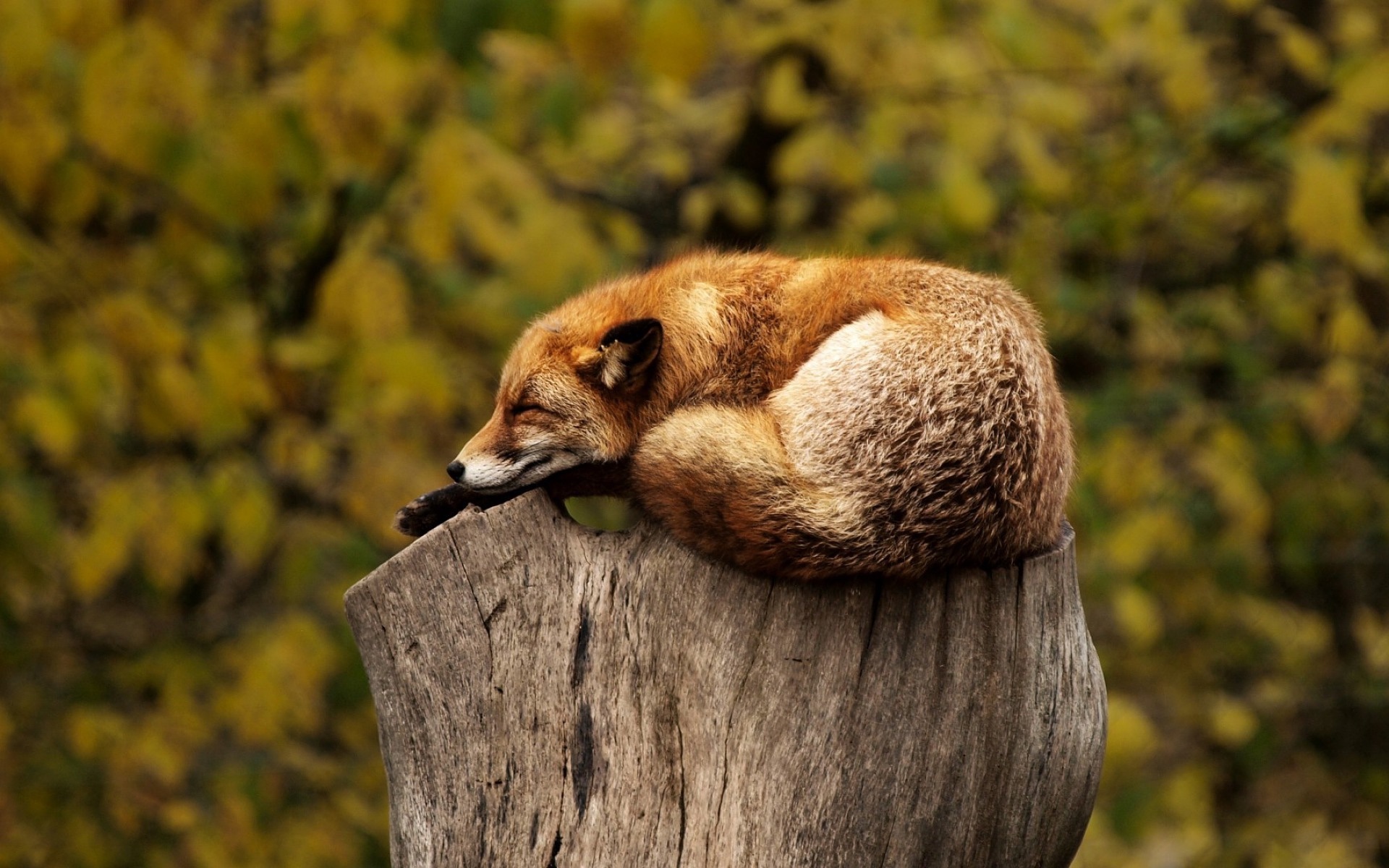 Red Fox Resting, enjoying search results being hand-crafted for him.